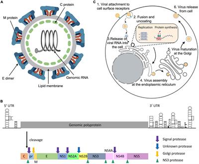 Zika Virus and Neuropathogenesis: The Unanswered Question of Which Strain Is More Prone to Causing Microcephaly and Other Neurological Defects